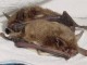 Yuma myotis bat